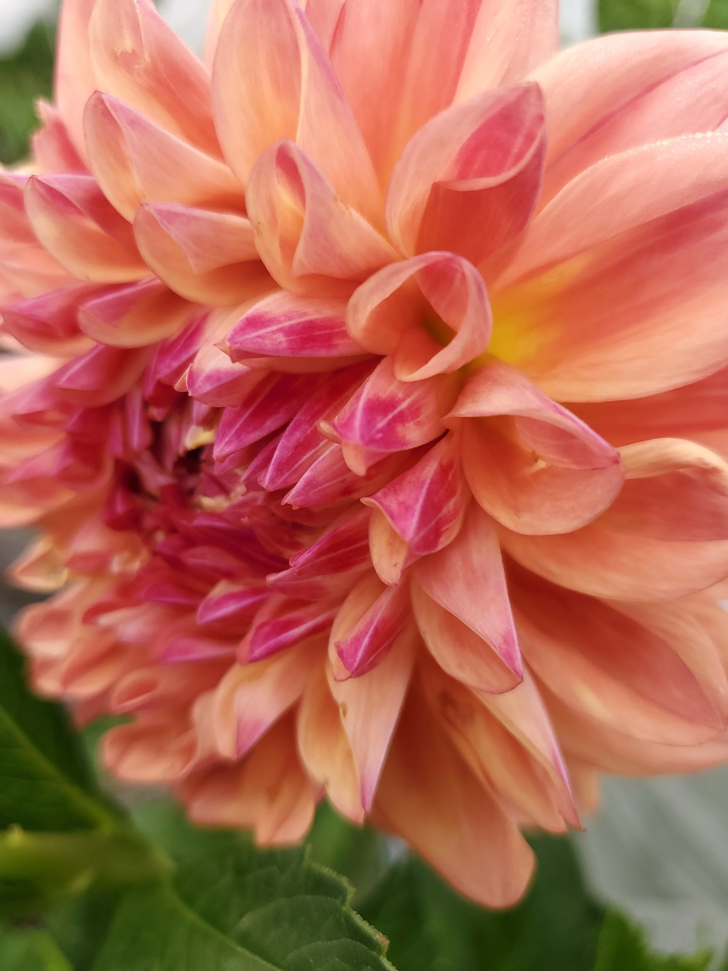 Ferncliff Copper 2.jpg