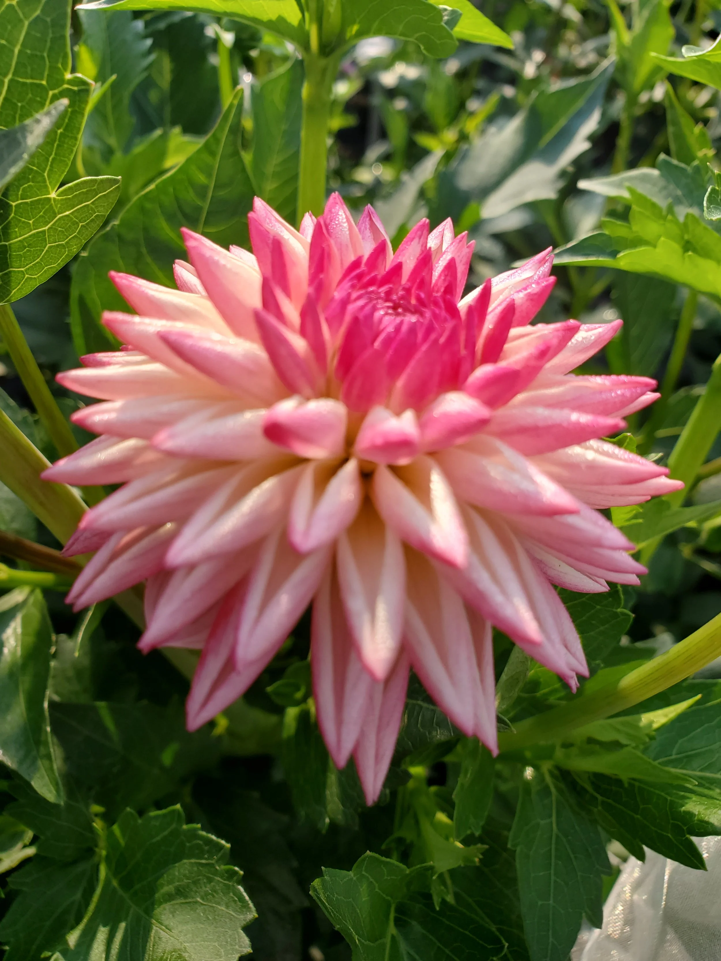 Valley Porcupine 1.jpg