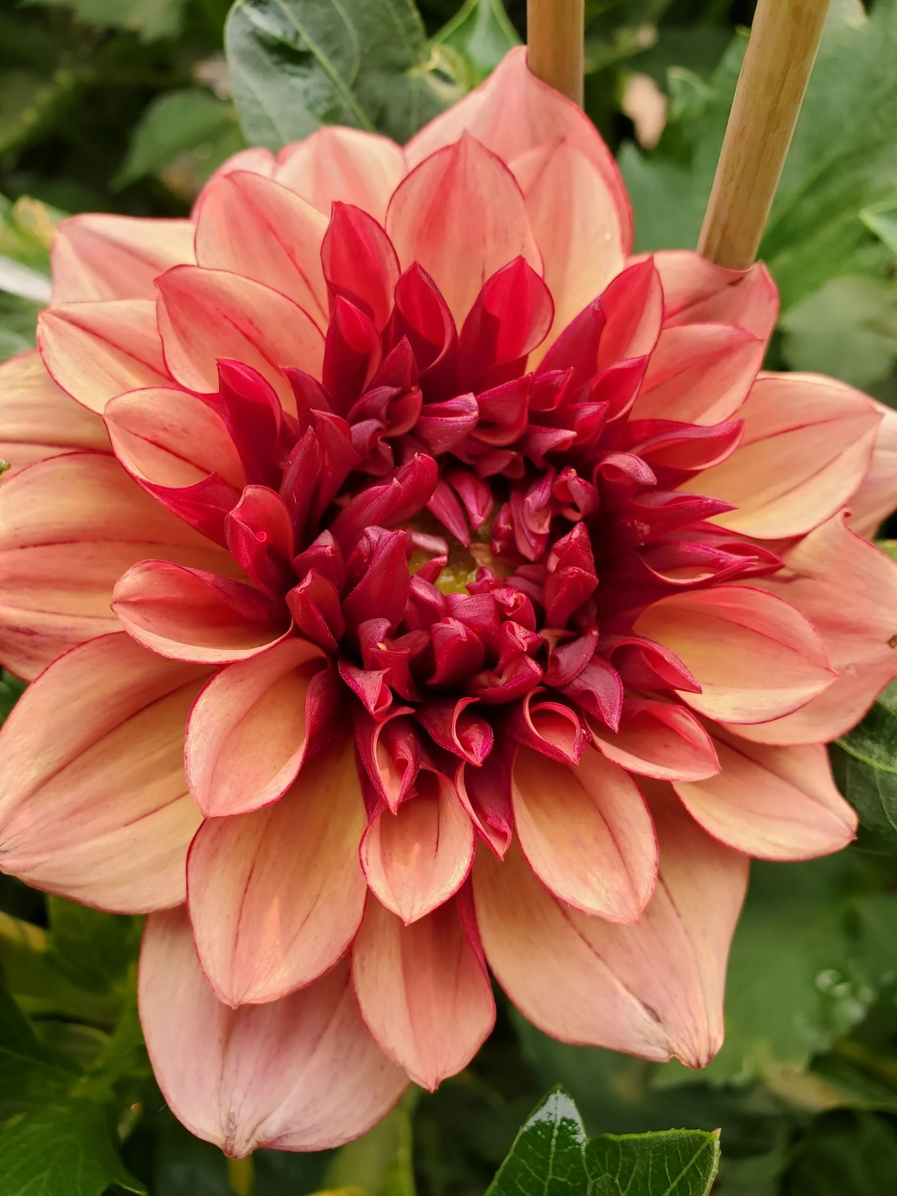 Creme de Cognac 1.jpg