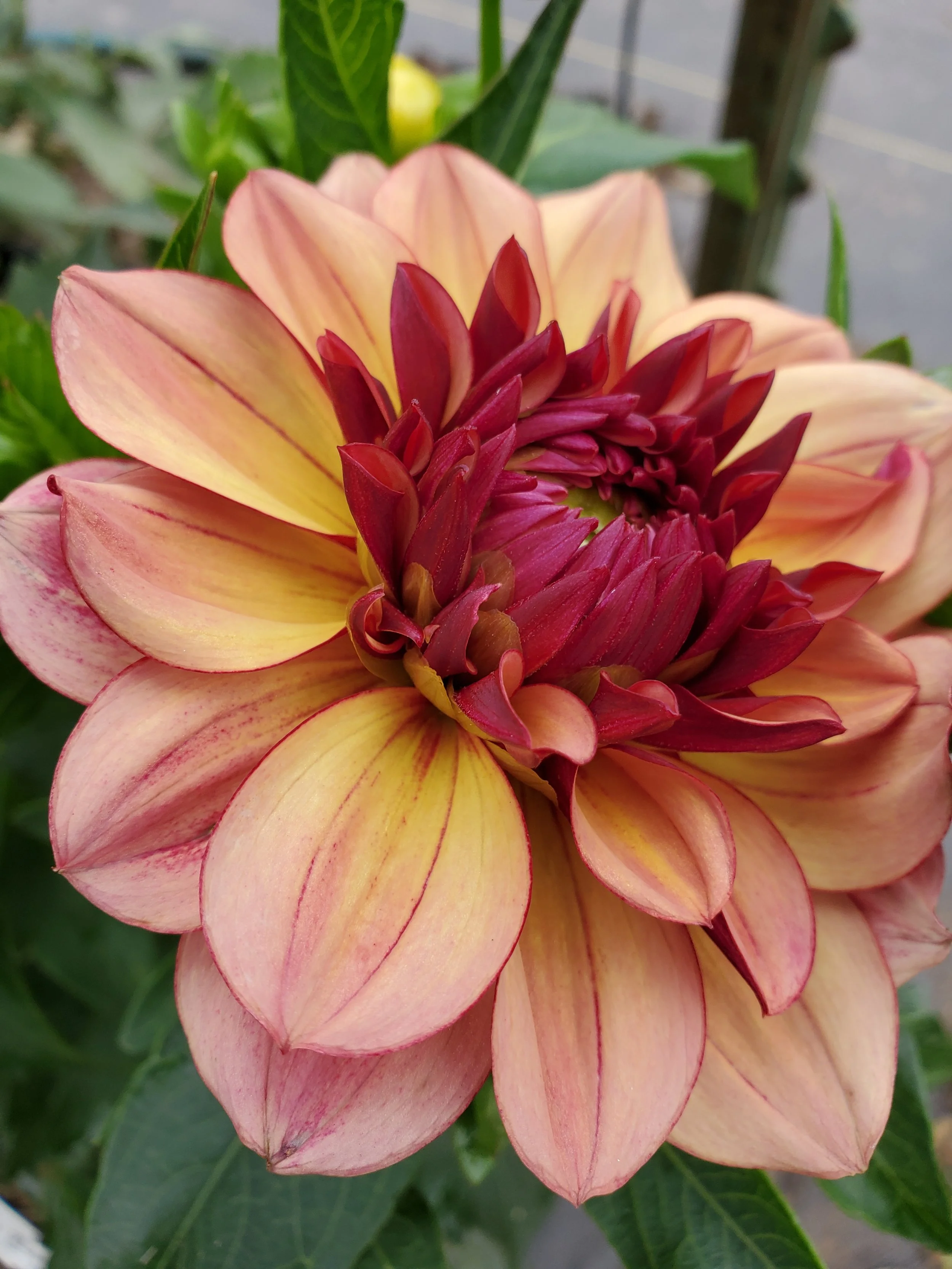 Creme de Cognac 7.jpg