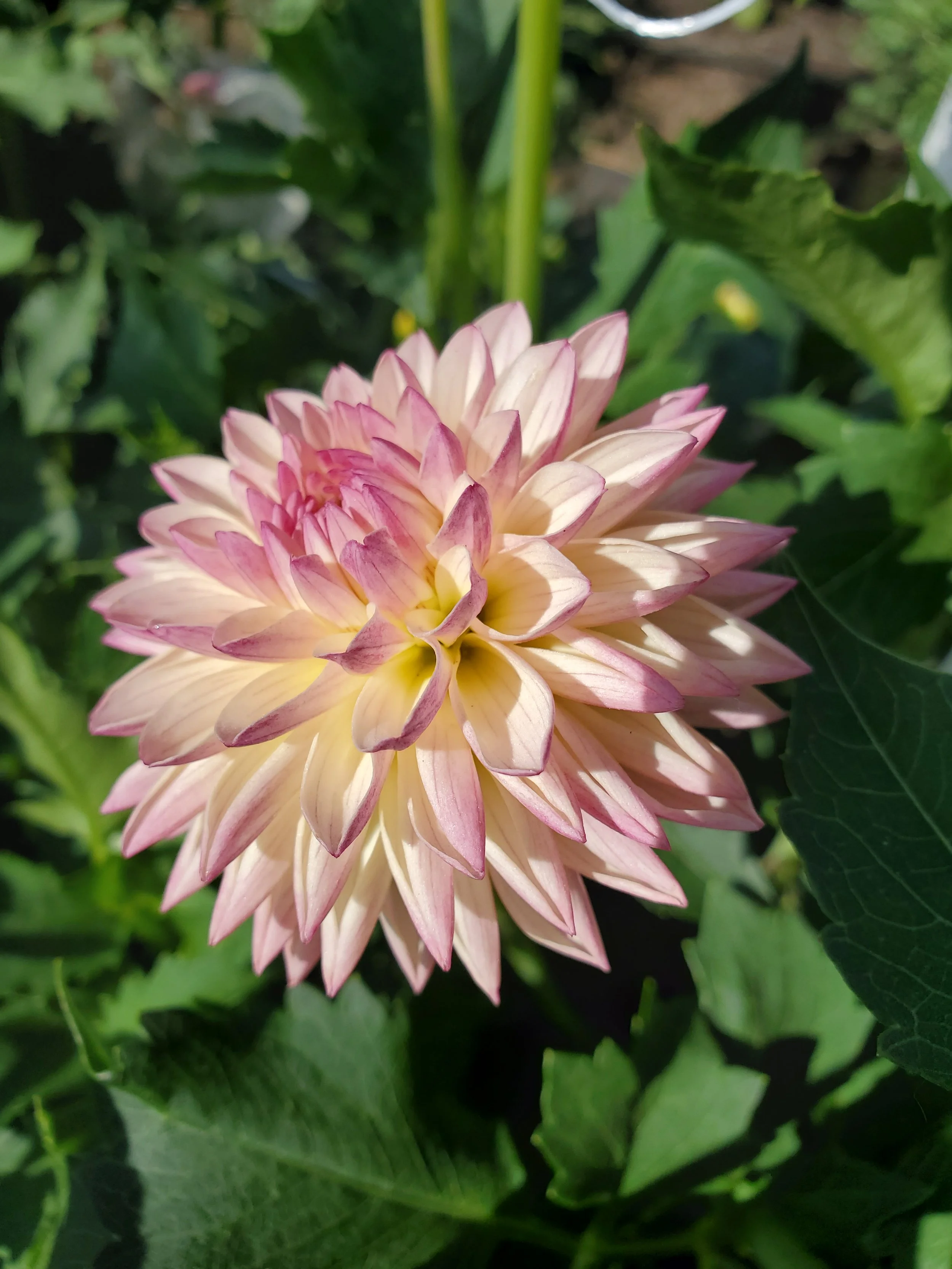 Valley Porcupine 3.jpg