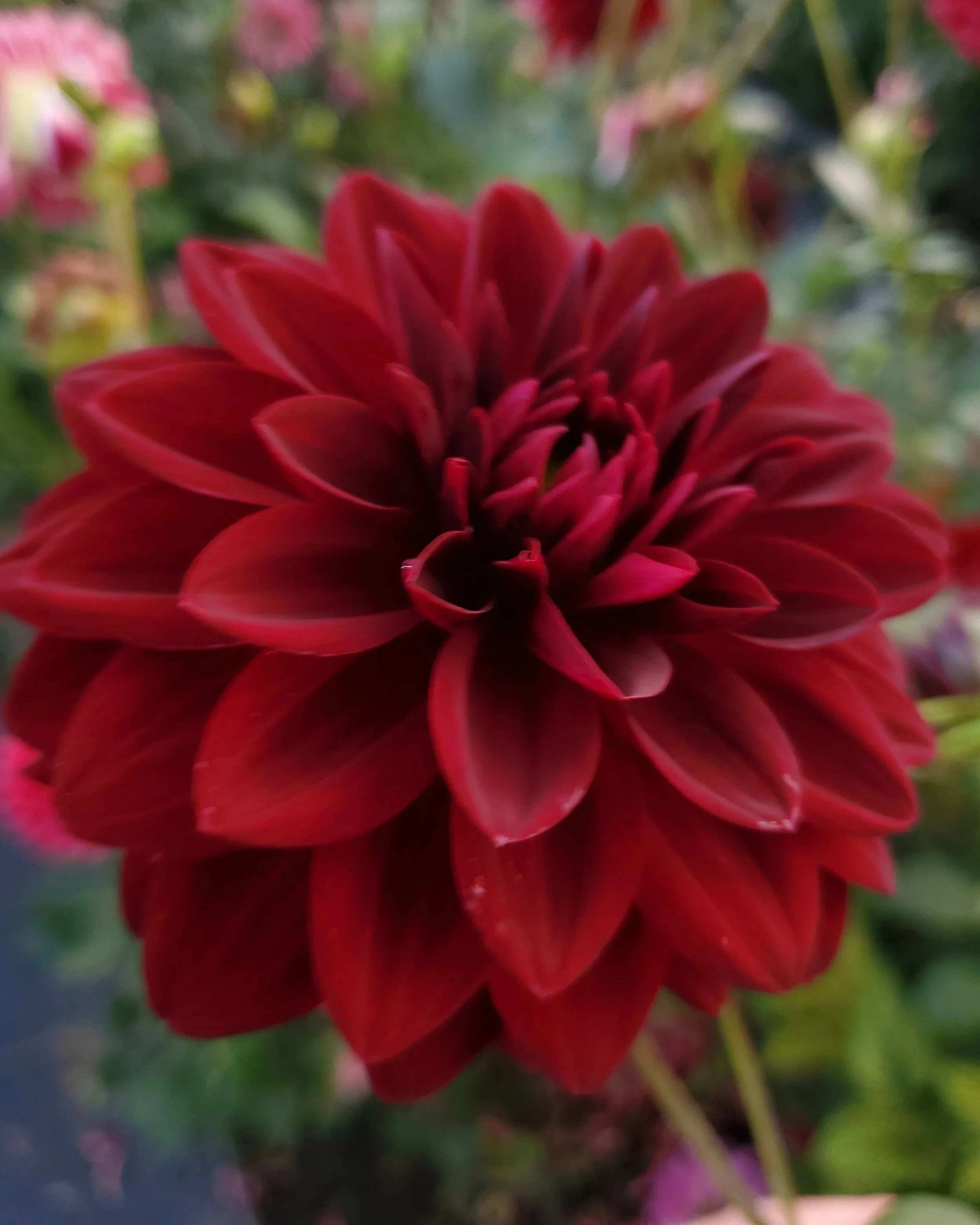 Black+Satin+10.jpg (Copy)