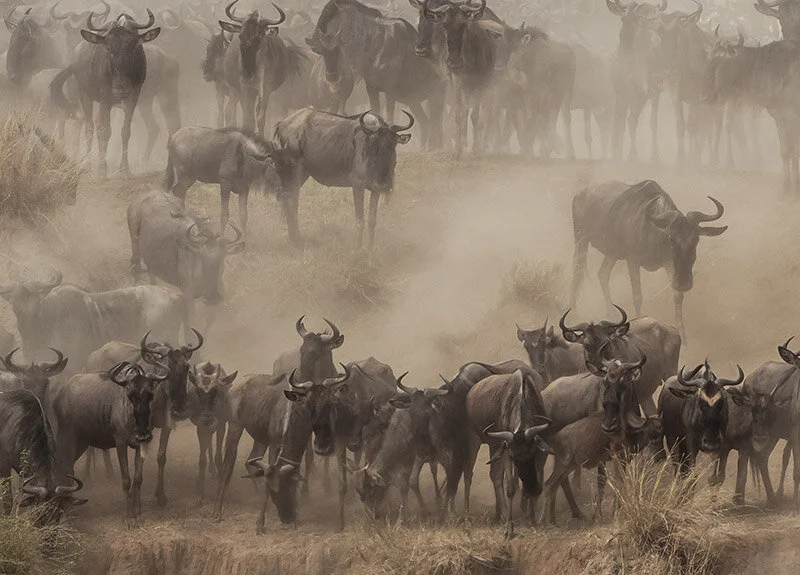 Kenya-DM-07-11_2941-C-Douglas MacRae-3.jpg