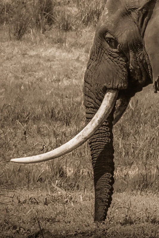 Tanz-Ngoro-7-22_3884-Douglas MacRae-2.jpg