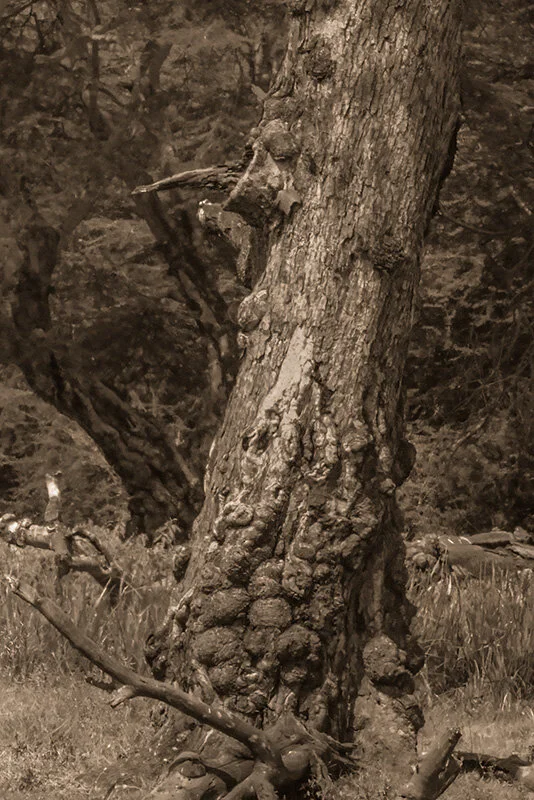 Tanz-Ngoro-7-22_3884-Douglas MacRae-3.jpg