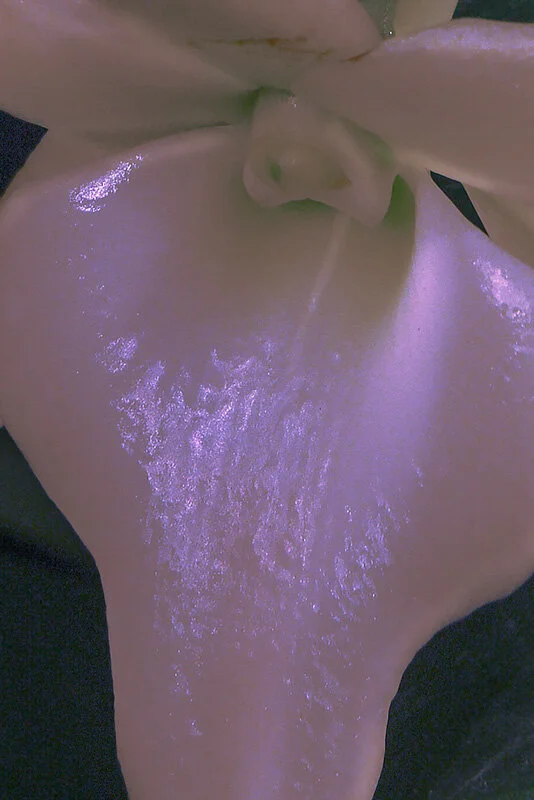 Z-Orchids16DM_2292-MOD-SHRP-2.jpg