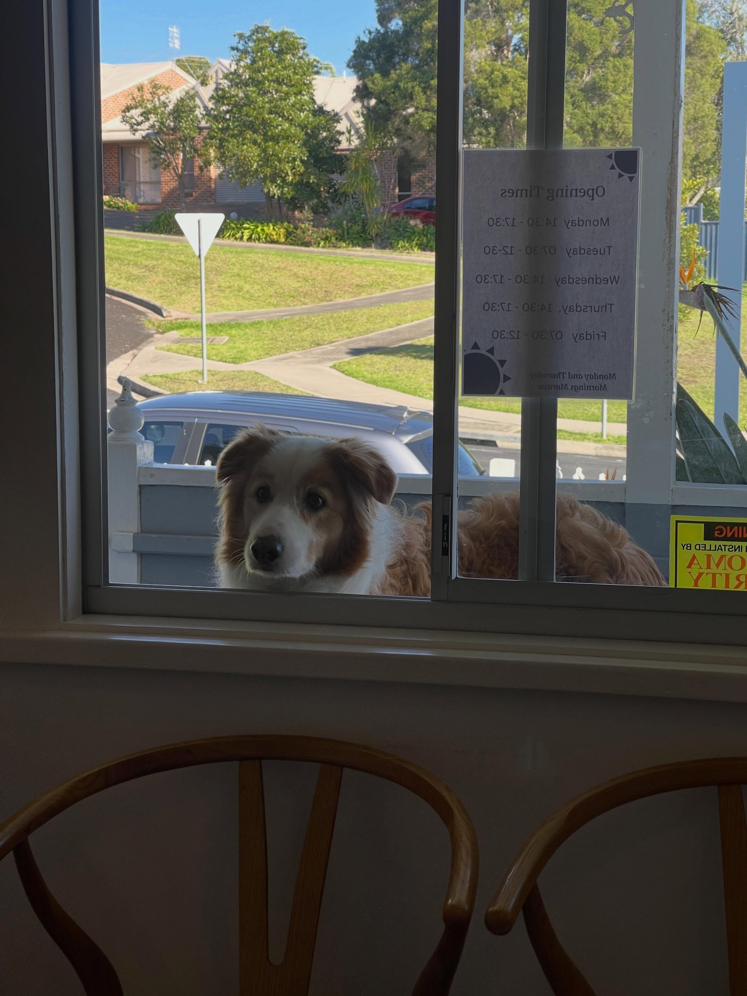 Patiently waiting 😂😂 Another lovely day at your local Chiropractic practice! 
.
.
.
#familyfriendly #paws #familyofallkinds #chiropractic