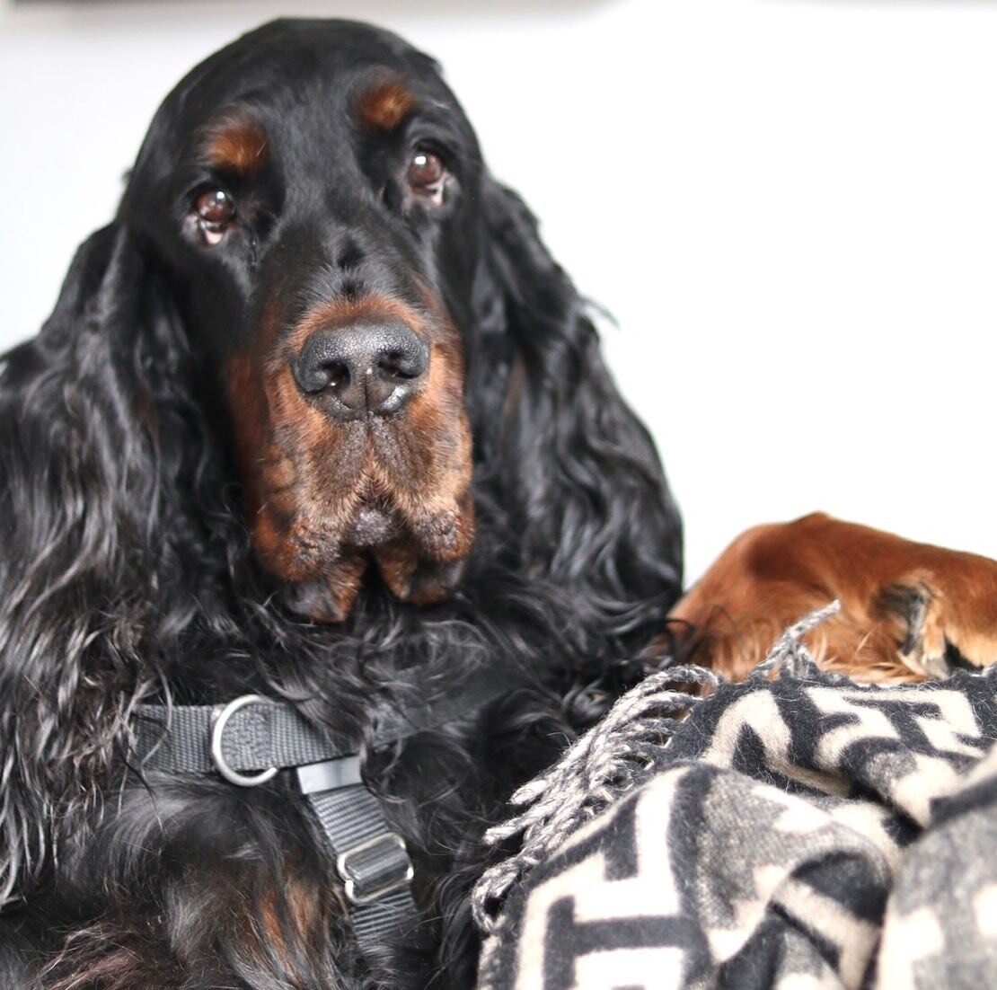 Miss this handsome face... #nationaldogday #rainbowbridge #gordonsetter