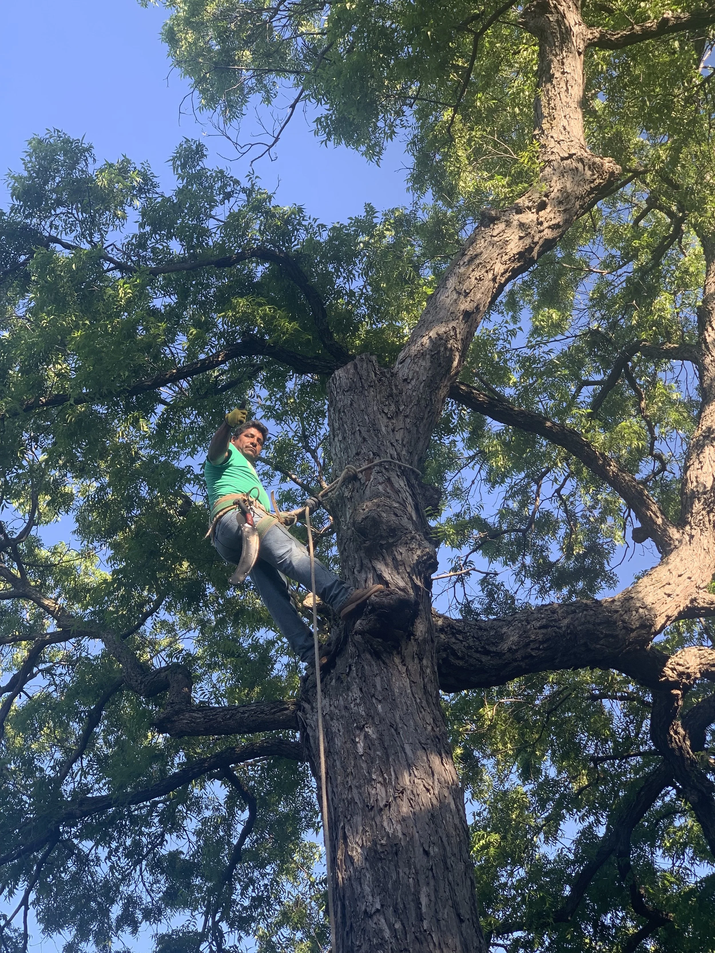 Mendoza’s team working on a tree service project