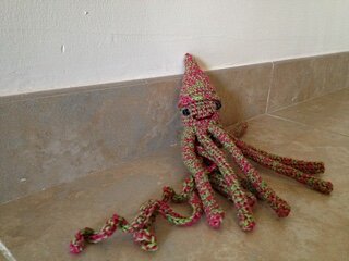 squid