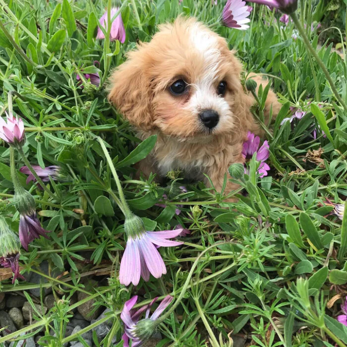 king charles cross bichon frise for sale