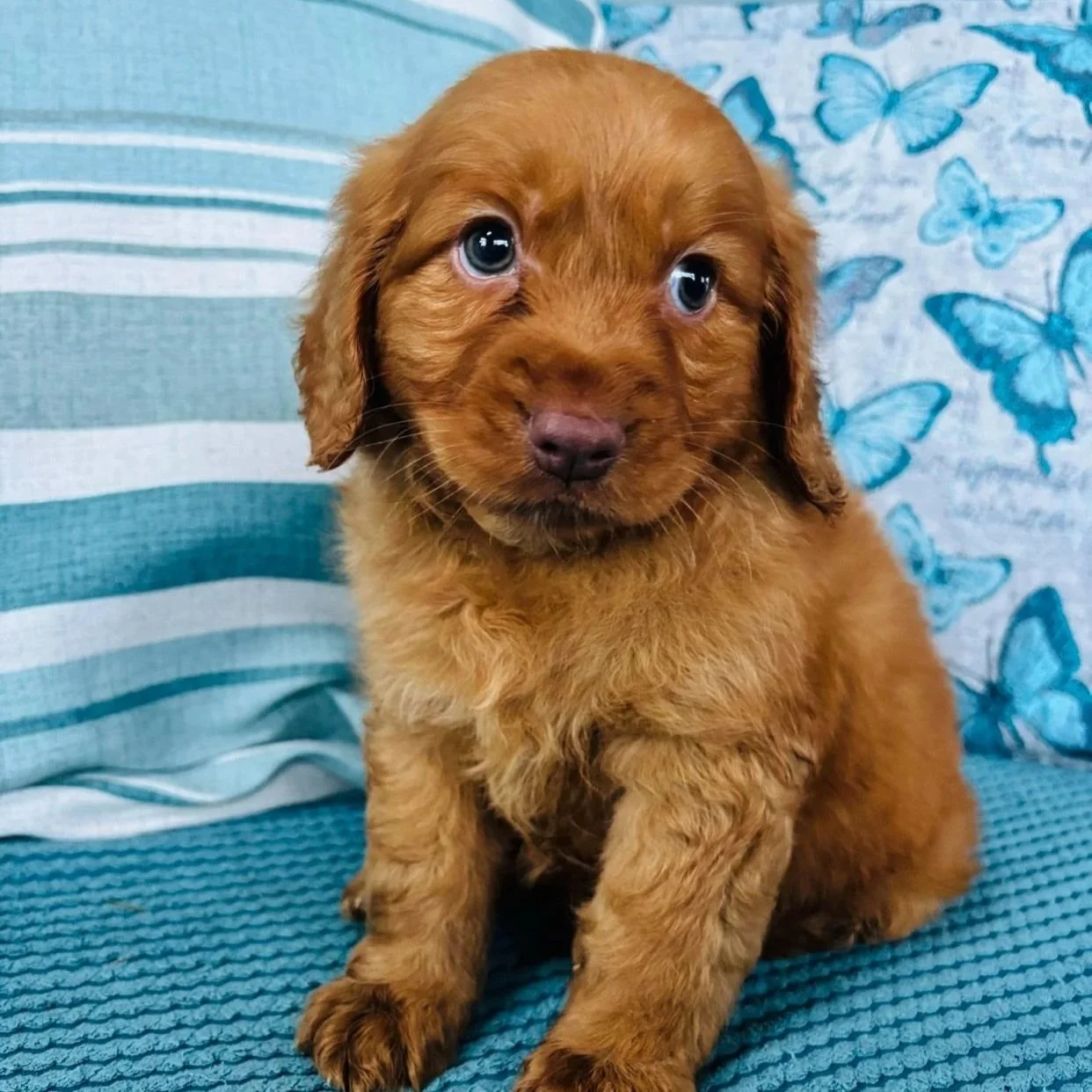 ROCKS pups - Nova Scotia Retriever x Cocker