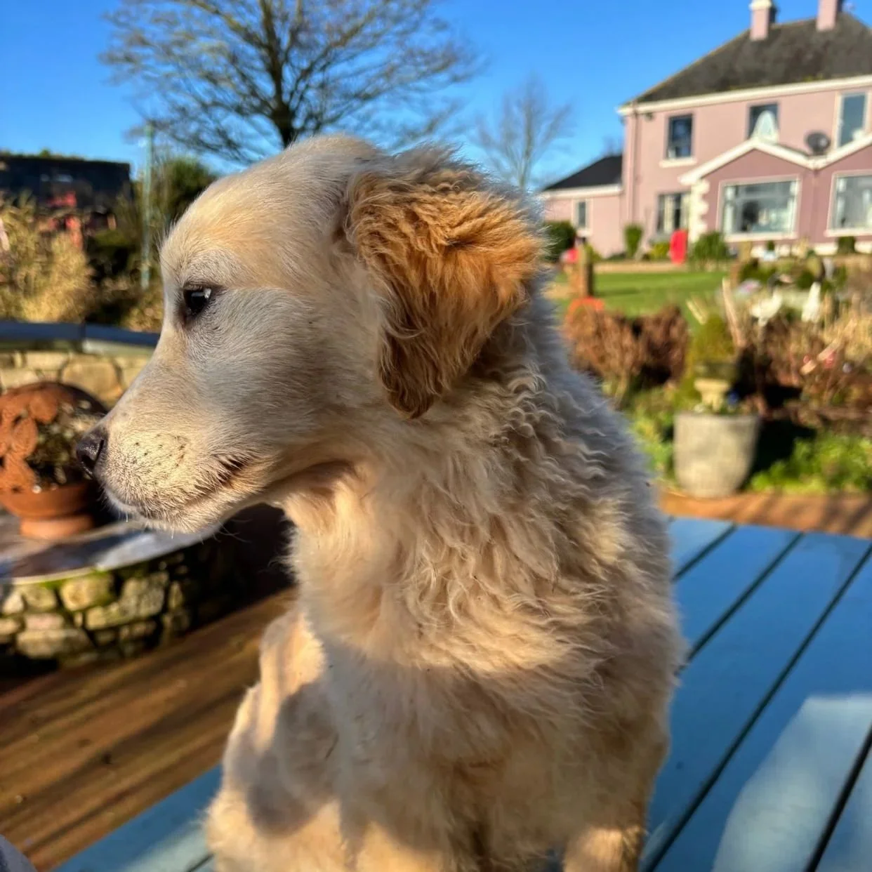 Golden x Bernese pup 
