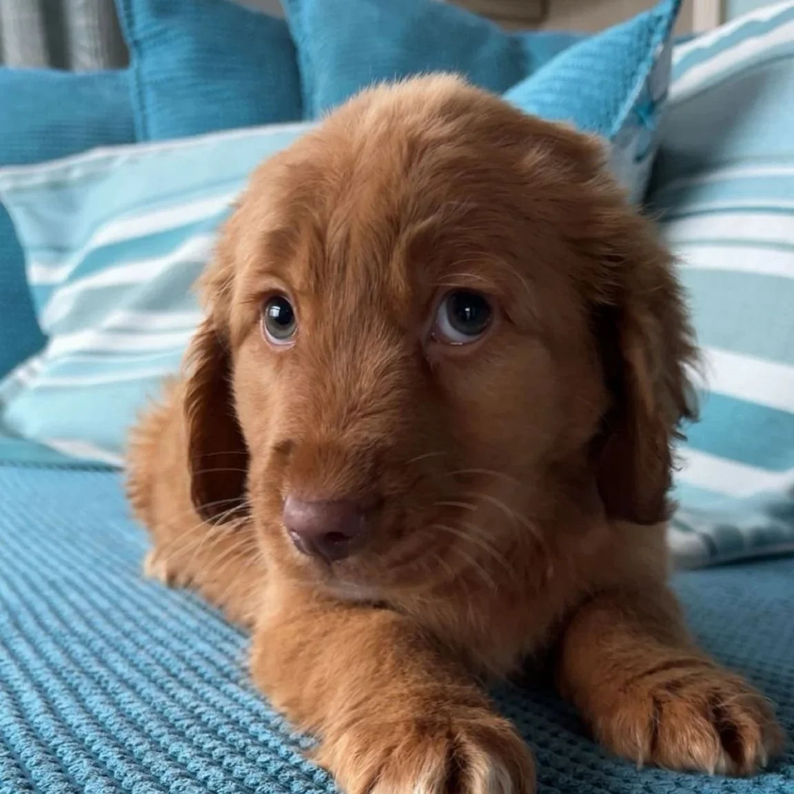SOCK’S  - Nova Scotia Retriever x Cocker pups