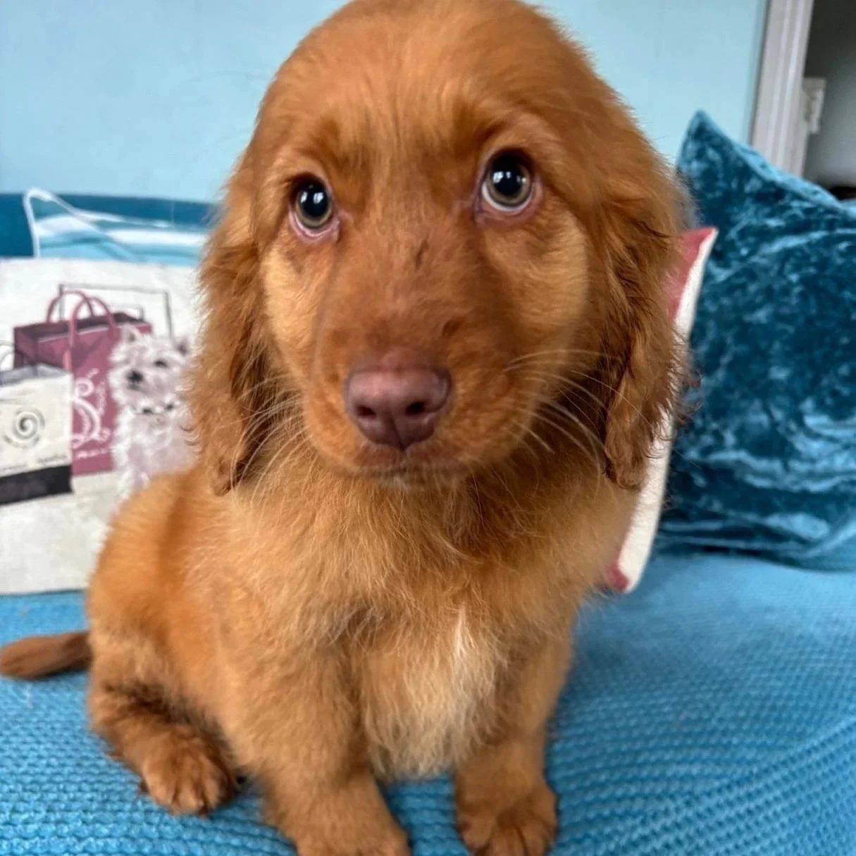 ROCKS pups - Nova Scotia Retriever x Cocker
