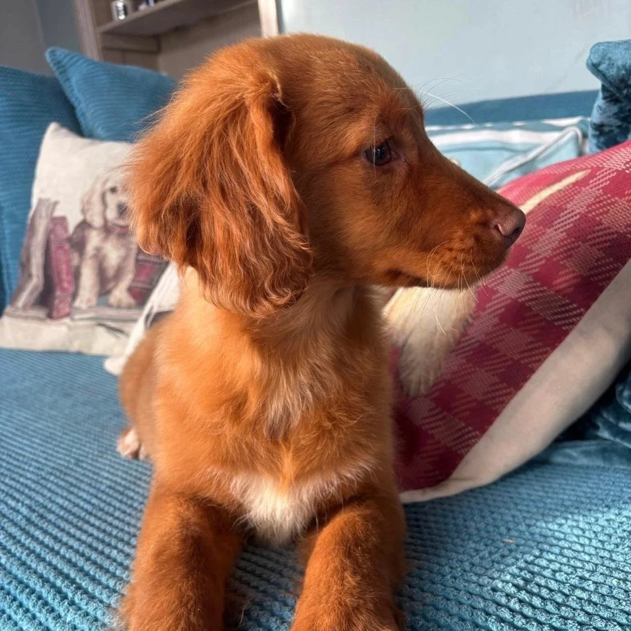 SOCK’S  - Nova Scotia Retriever x Cocker pups