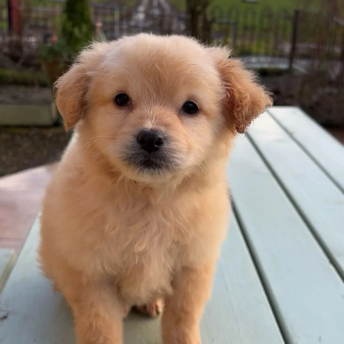 Golden x Cocker female pup