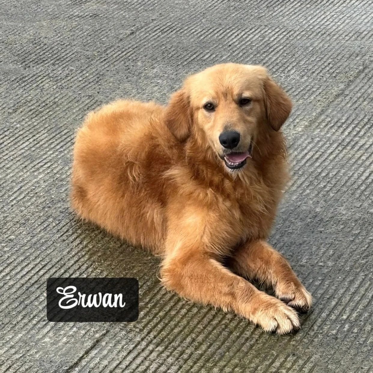 Golden Retriever IKC registered available
