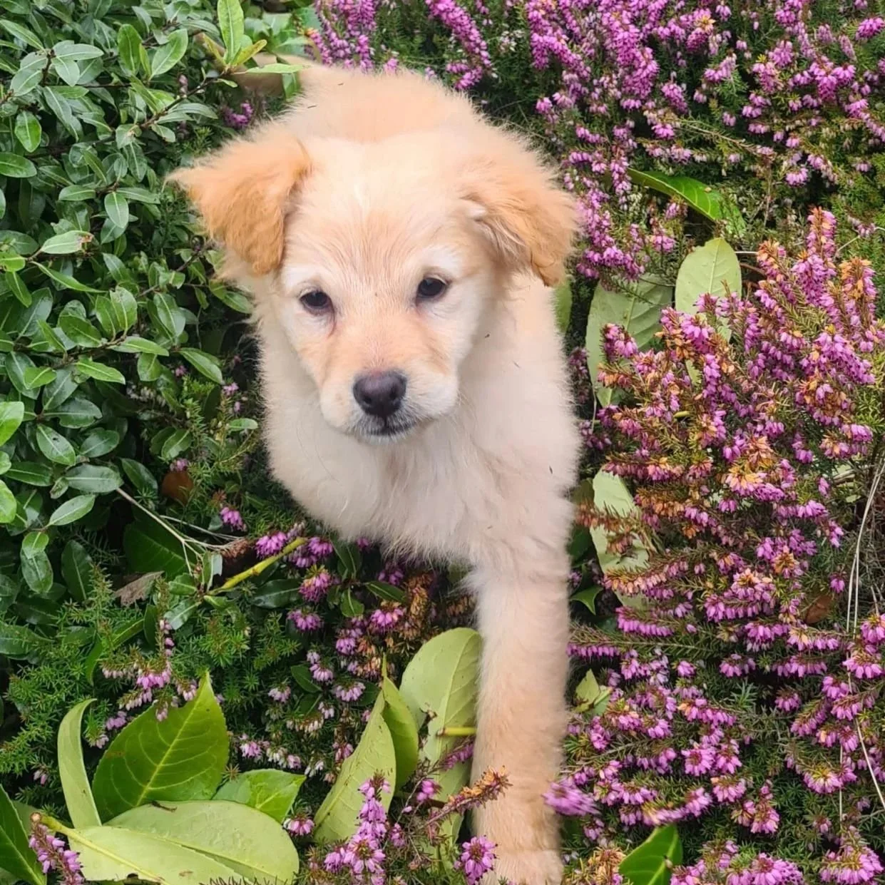 Golden x Cocker female pup