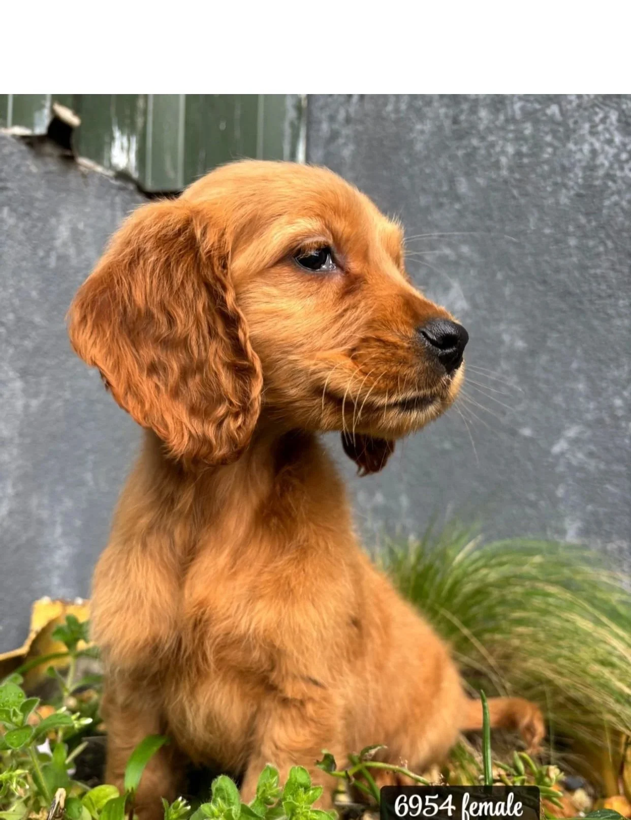 Willow’s pups - Golden x Cocker