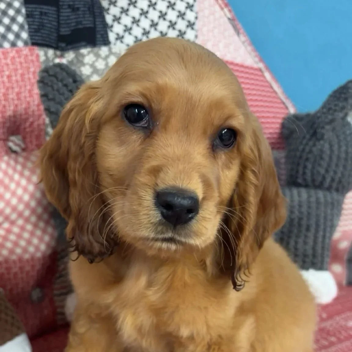 Willow’s male pup - Golden x Cocker