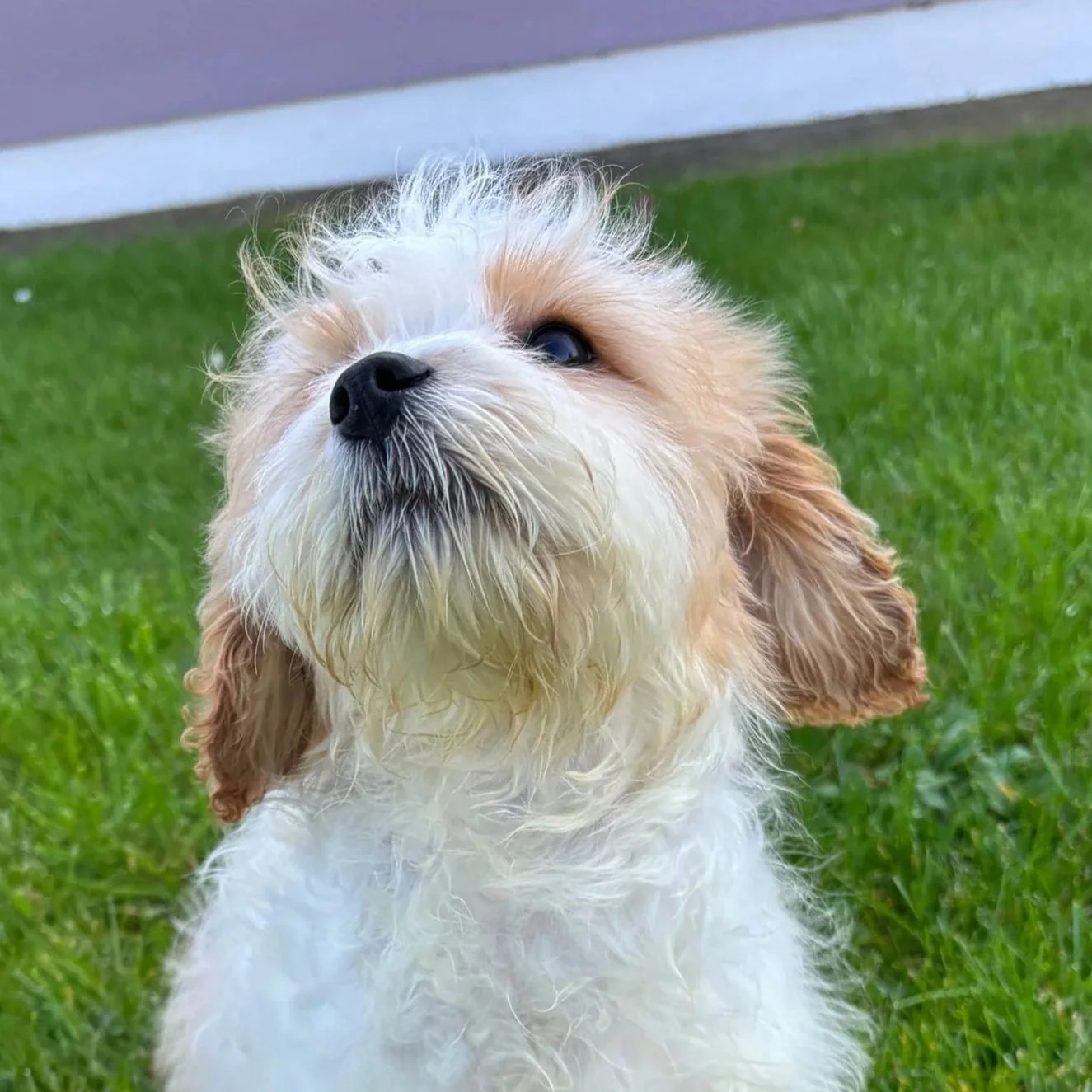 Rosie’s Cavachon pups