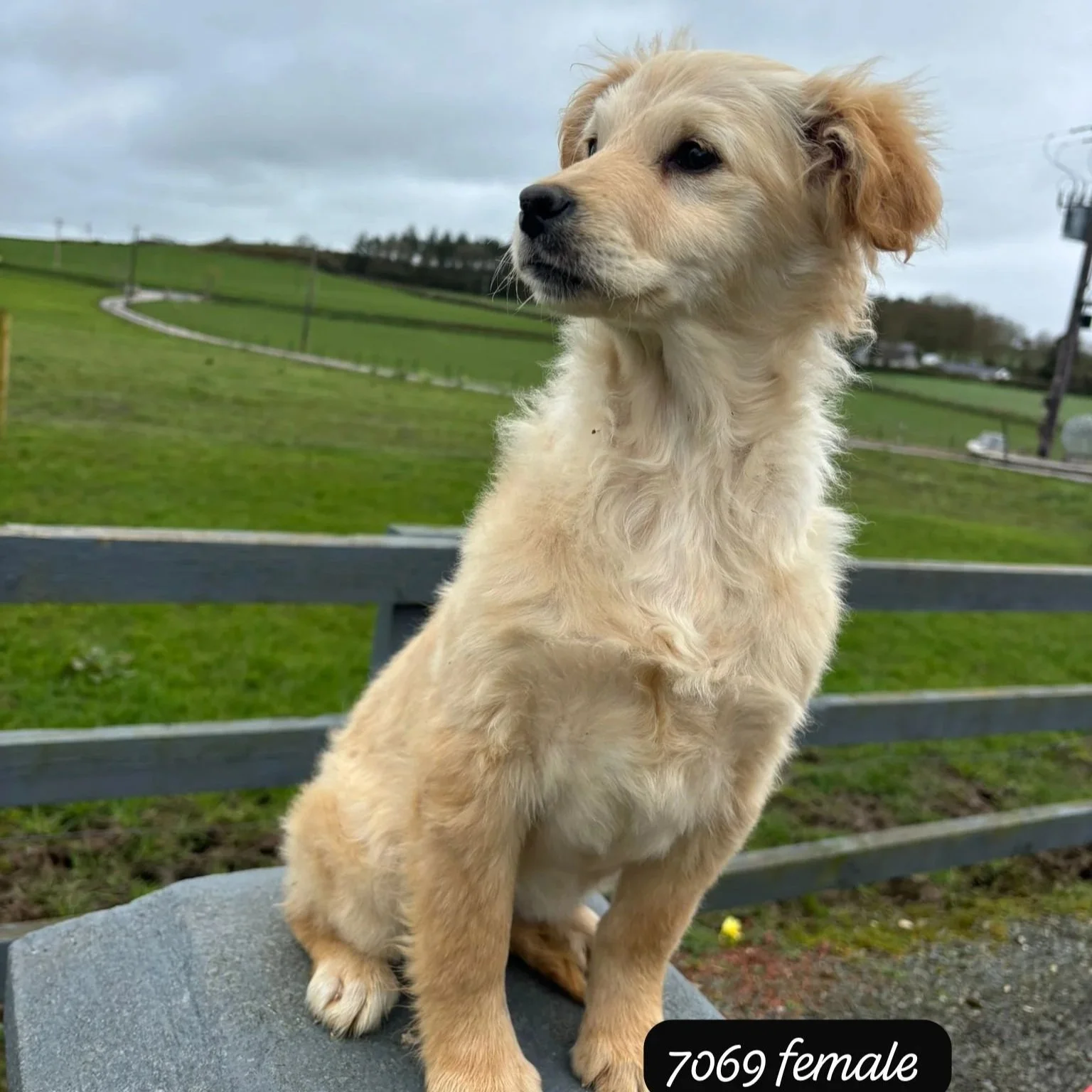 Golden x Cocker female pup