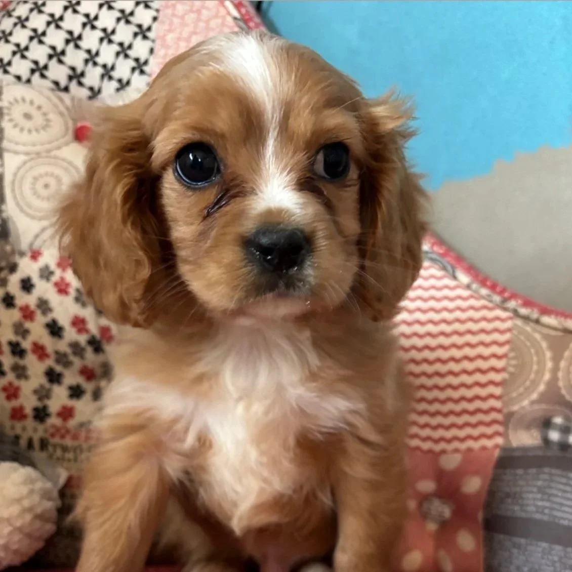 Pringles’ Cavachon pups