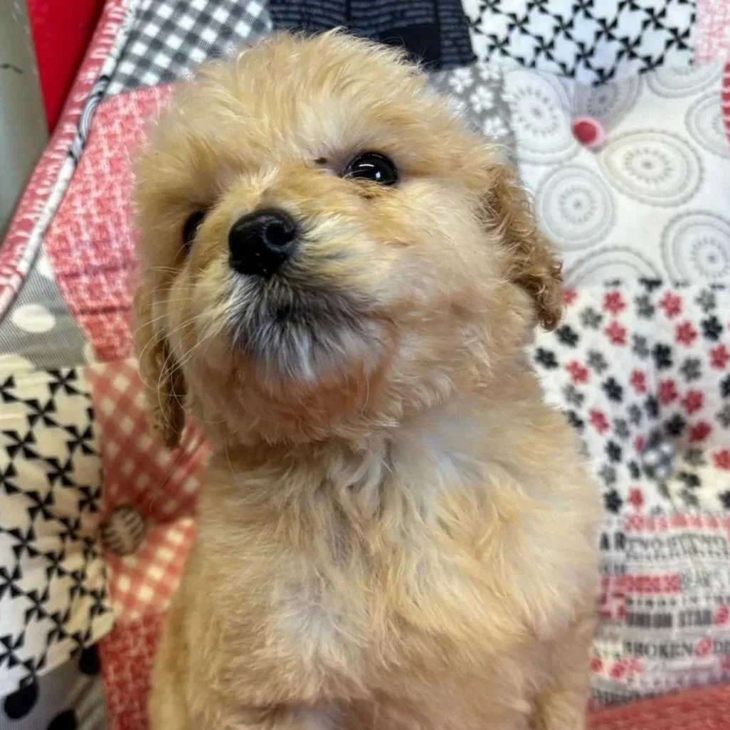 Golden x Cocker pups