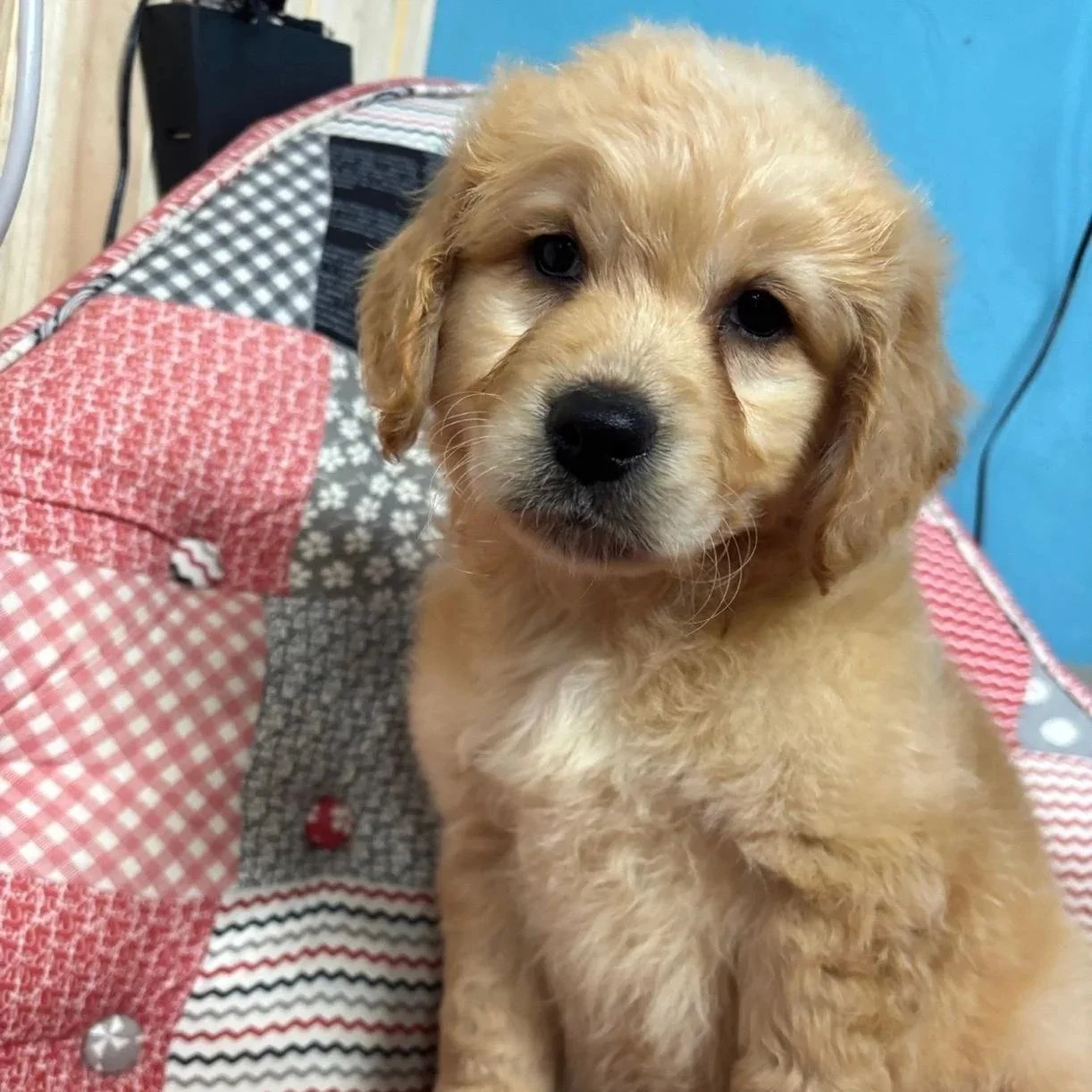 Copper’s Golden Cocker pups