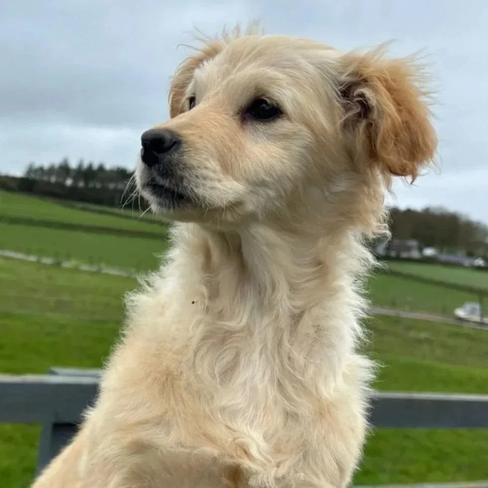 Golden x Cocker female pup
