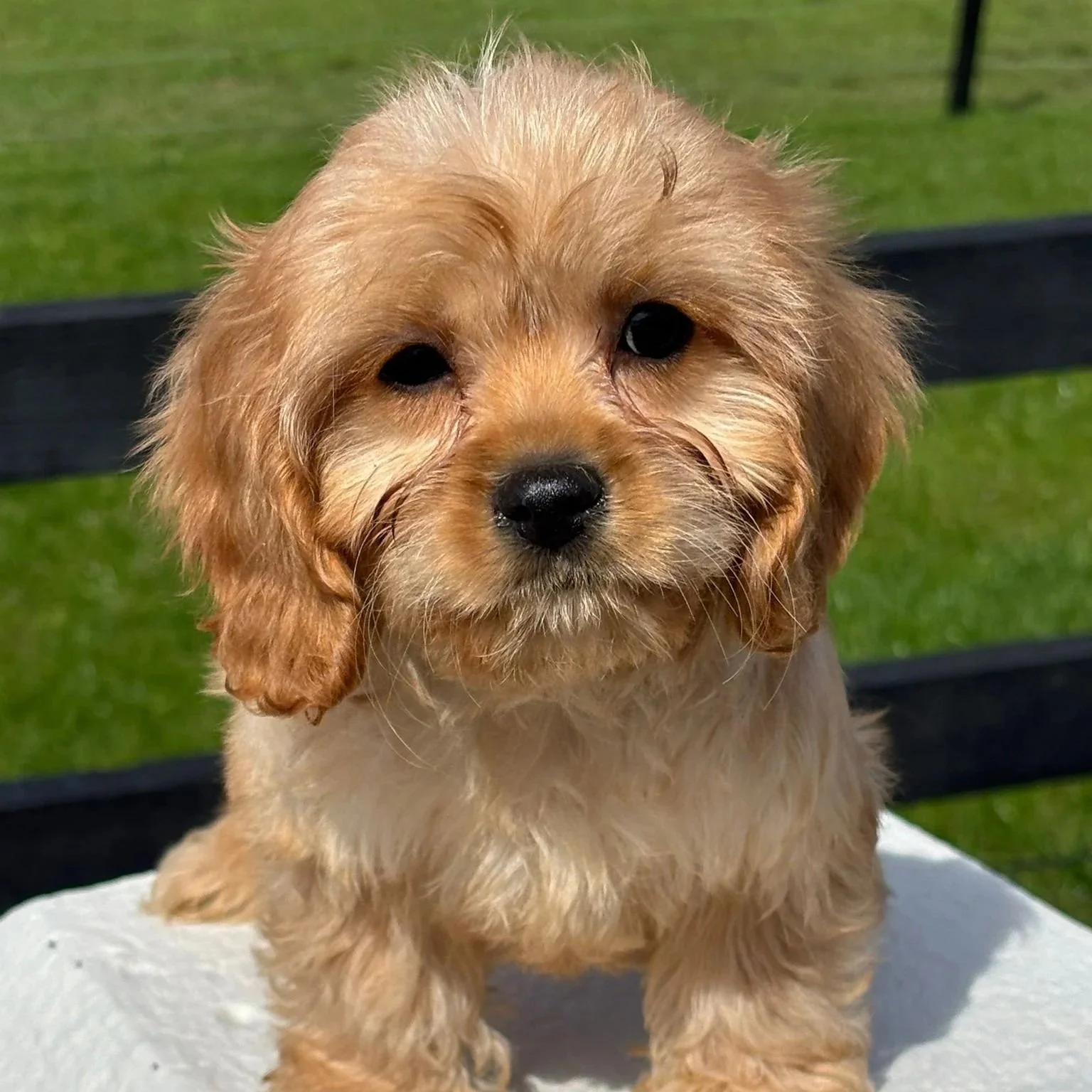 Pringles’ Cavachon pups