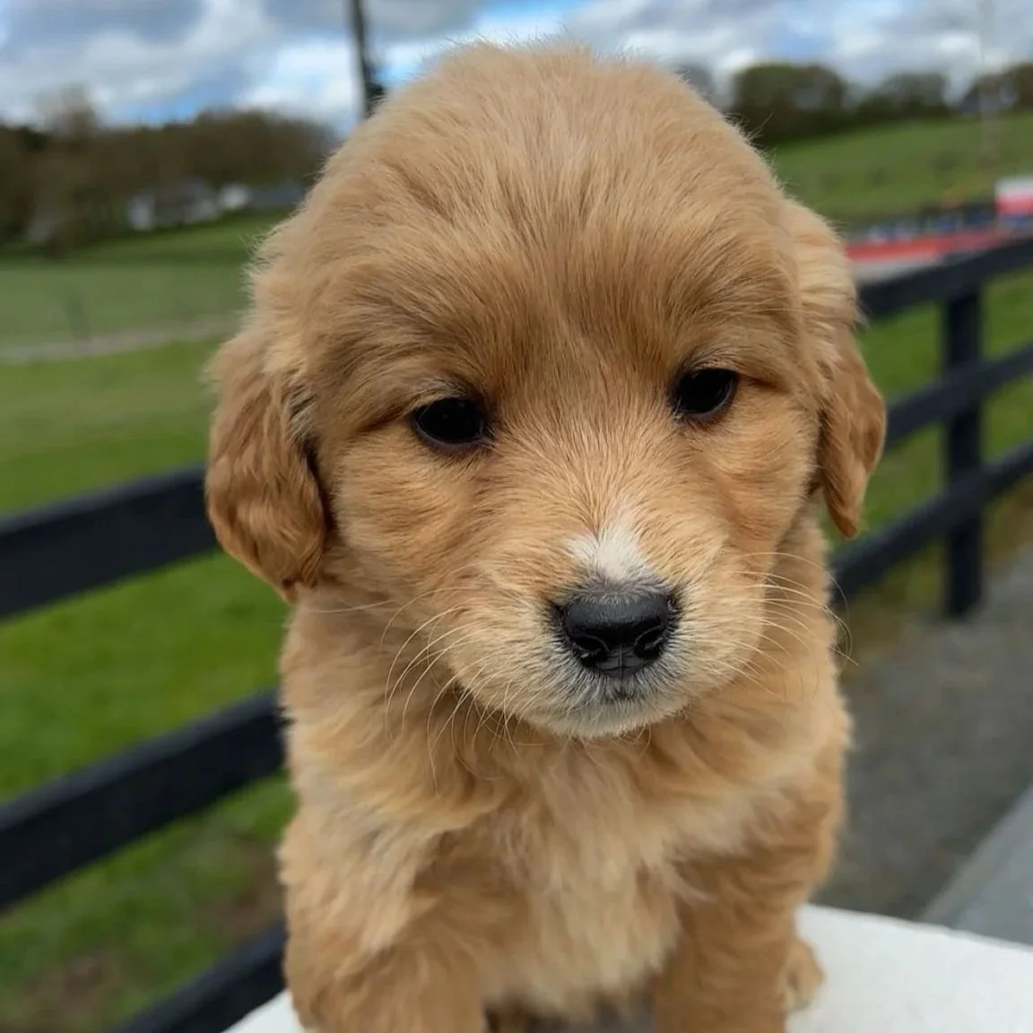 Coco’s Golden Cocker pups