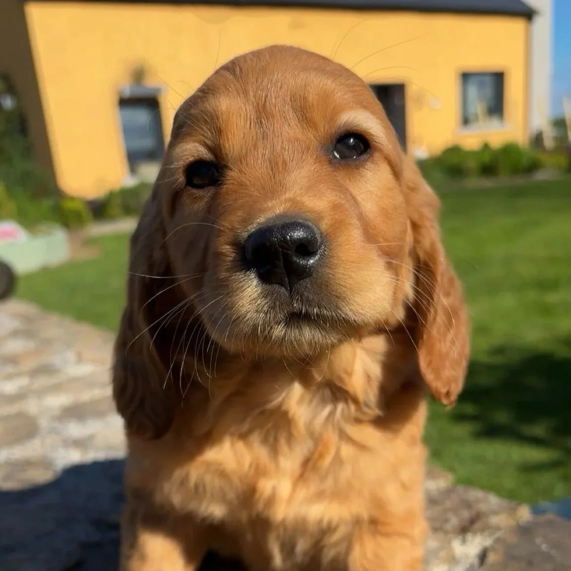Bailey’s Golden Cocker pups