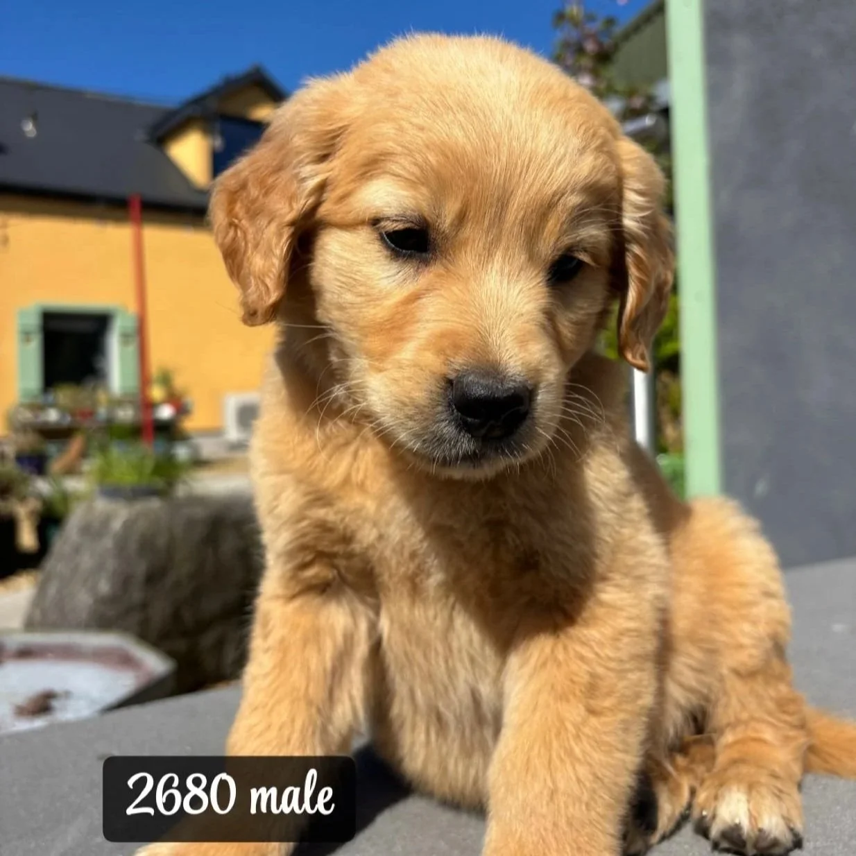 Coco’s Golden Cocker pups