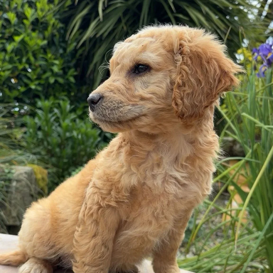 Copper’s Golden Cocker pups