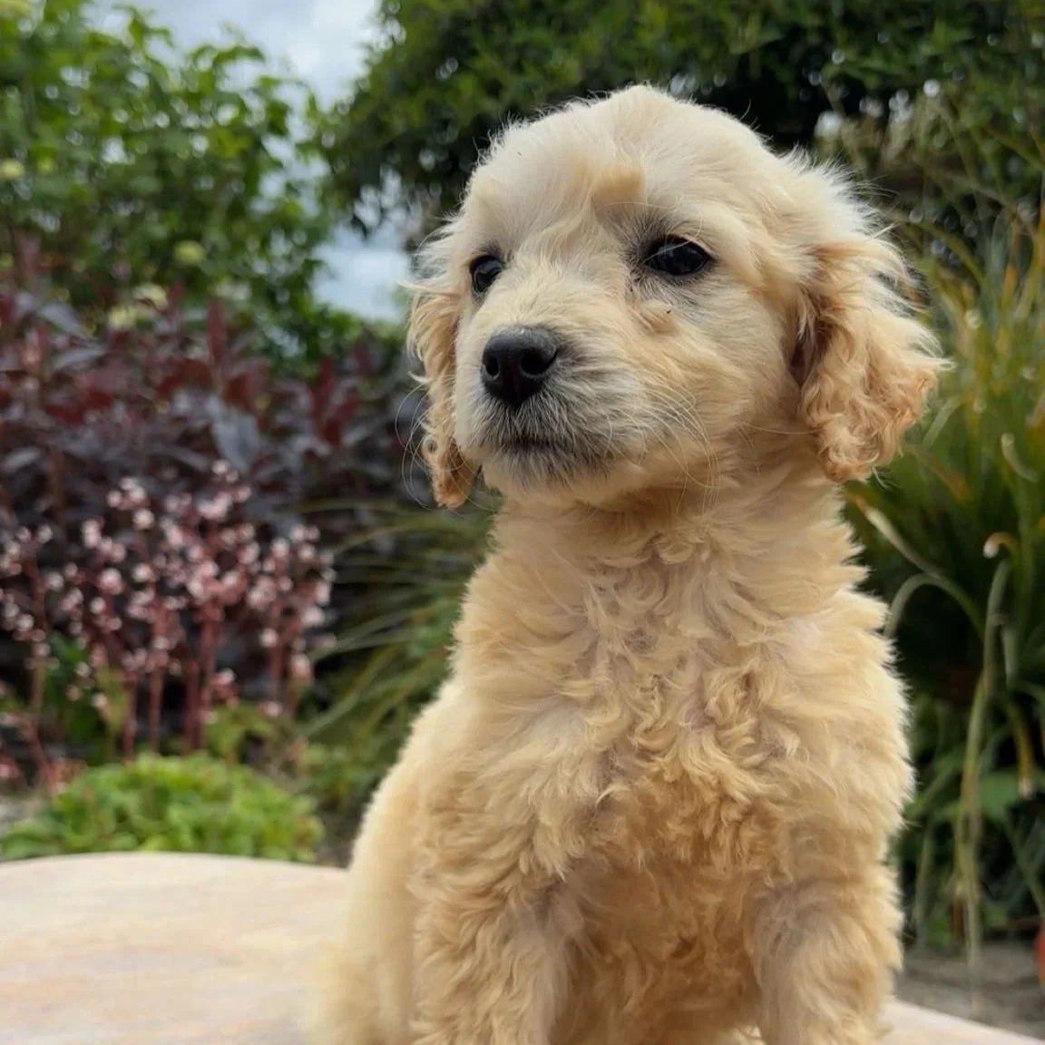 Sligo’s Golden x Cocker pups