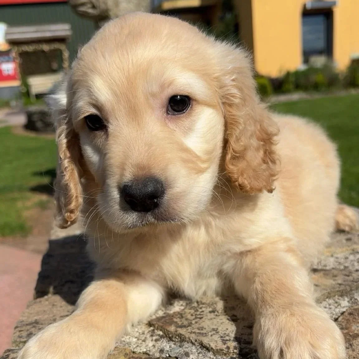 Fizz’s Golden Cocker pups