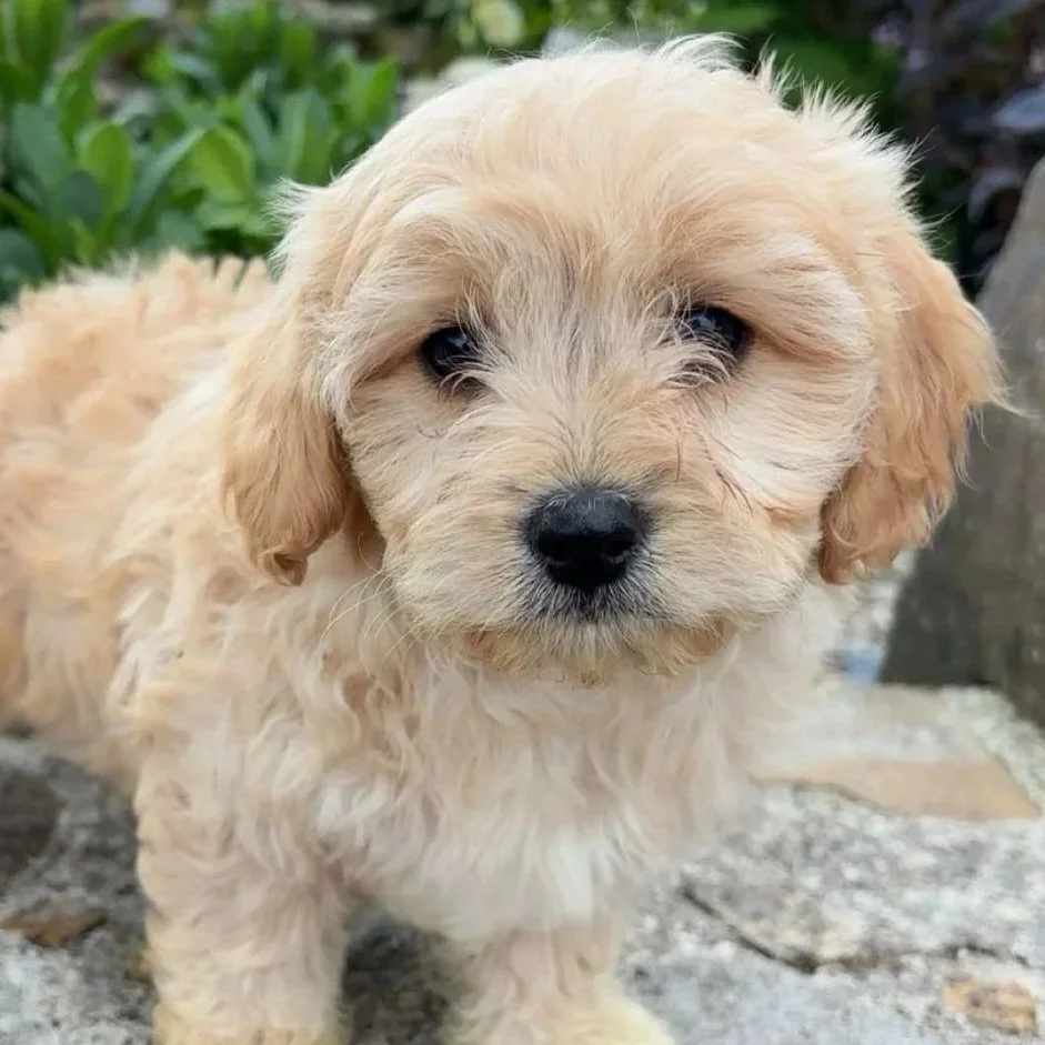 Cavachon pups
