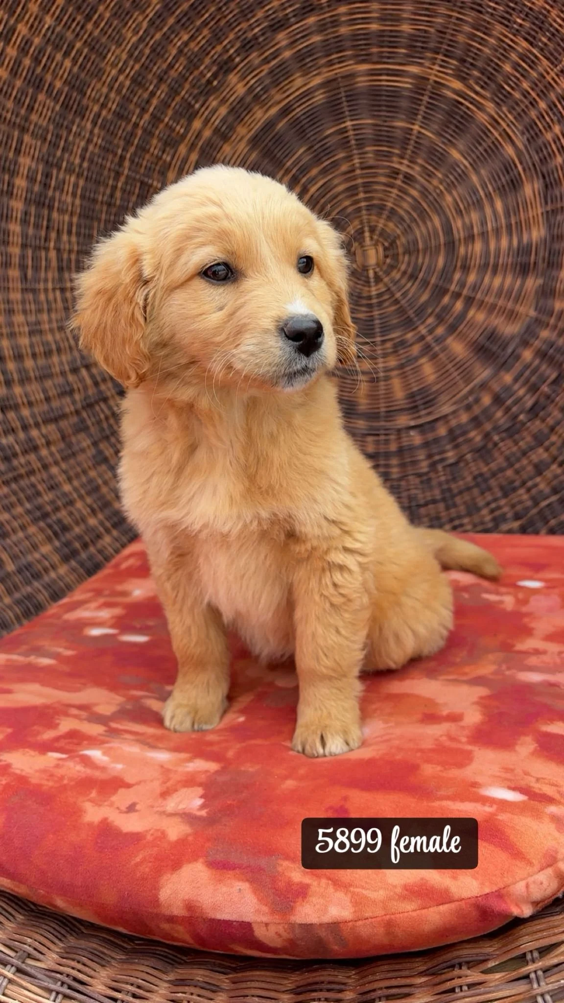Coco’s Golden Cocker female pups