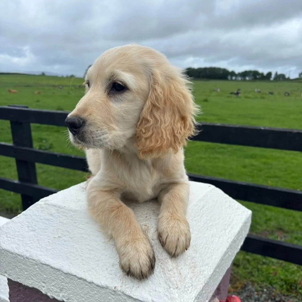 Fizz’s Golden Cocker male pups