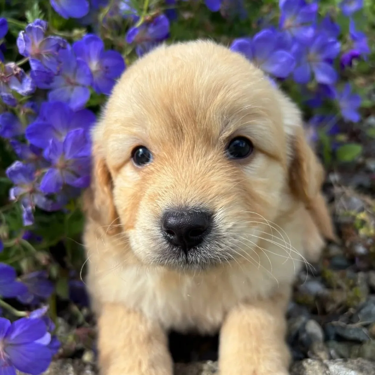 Nova Scotia x Retriever pups