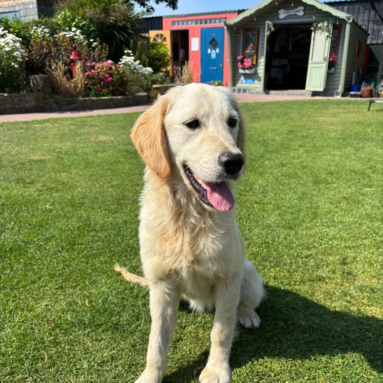 Golden Retriever (IKC)