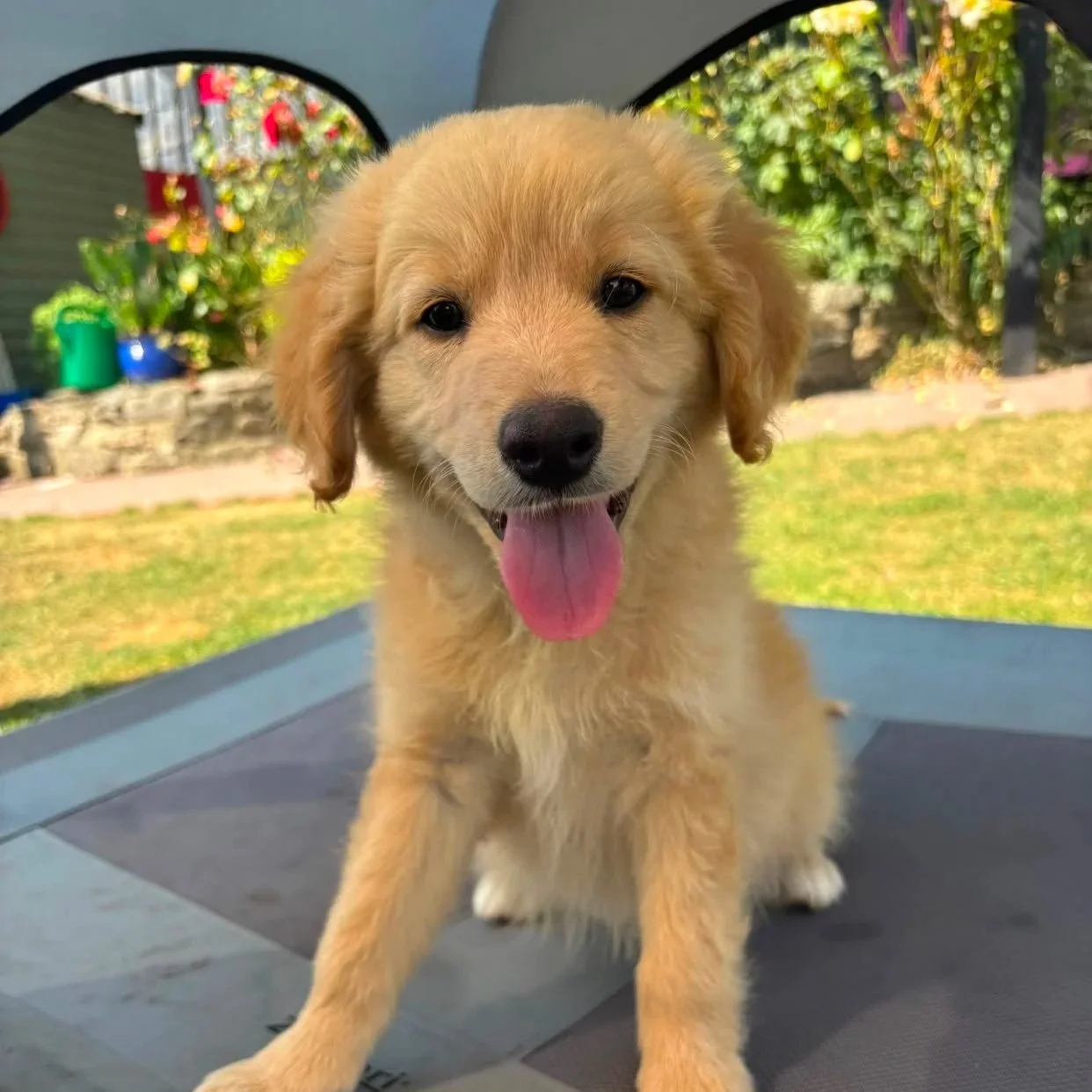 Nova Scotia x Retriever pups