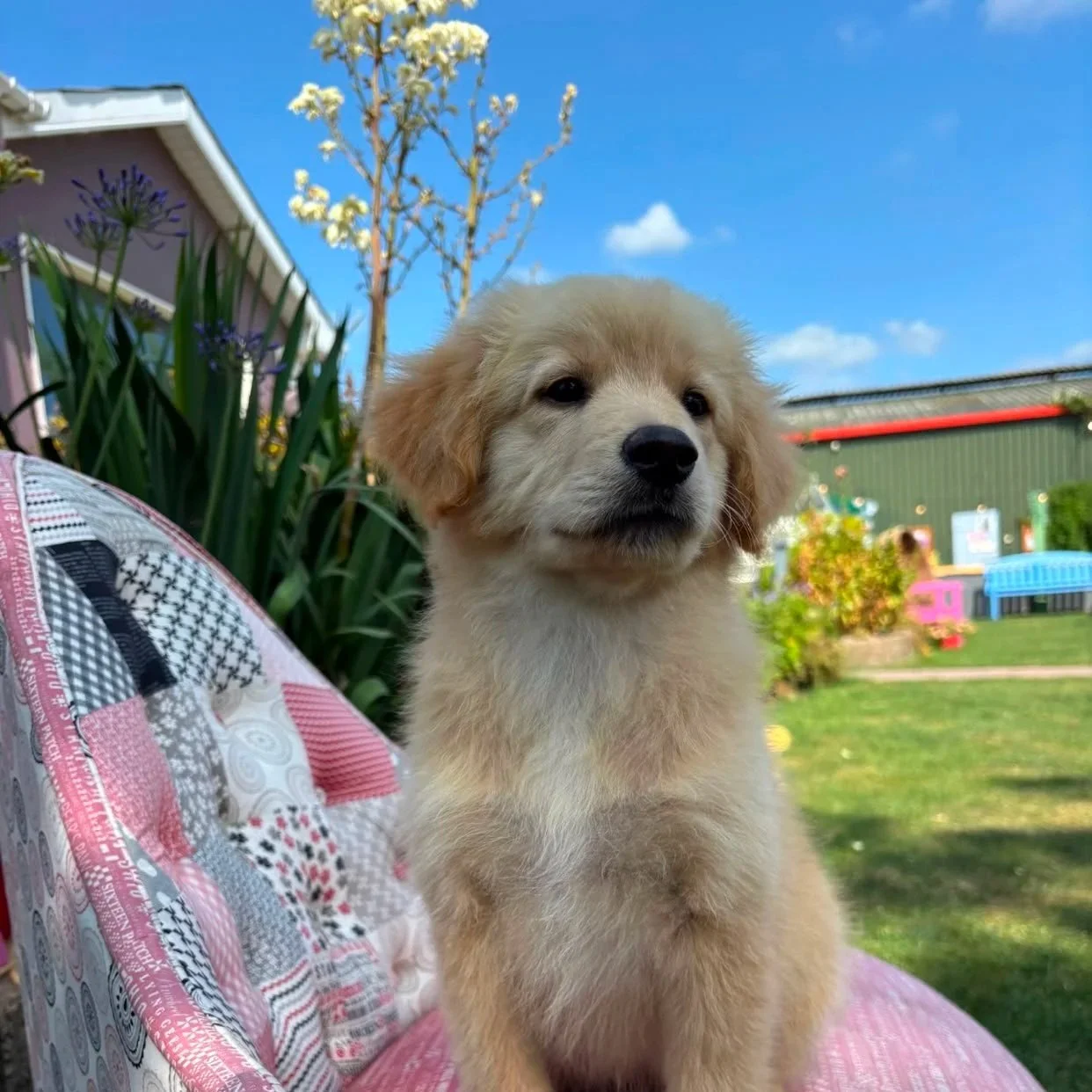 Nova Scotia x Retriever pups