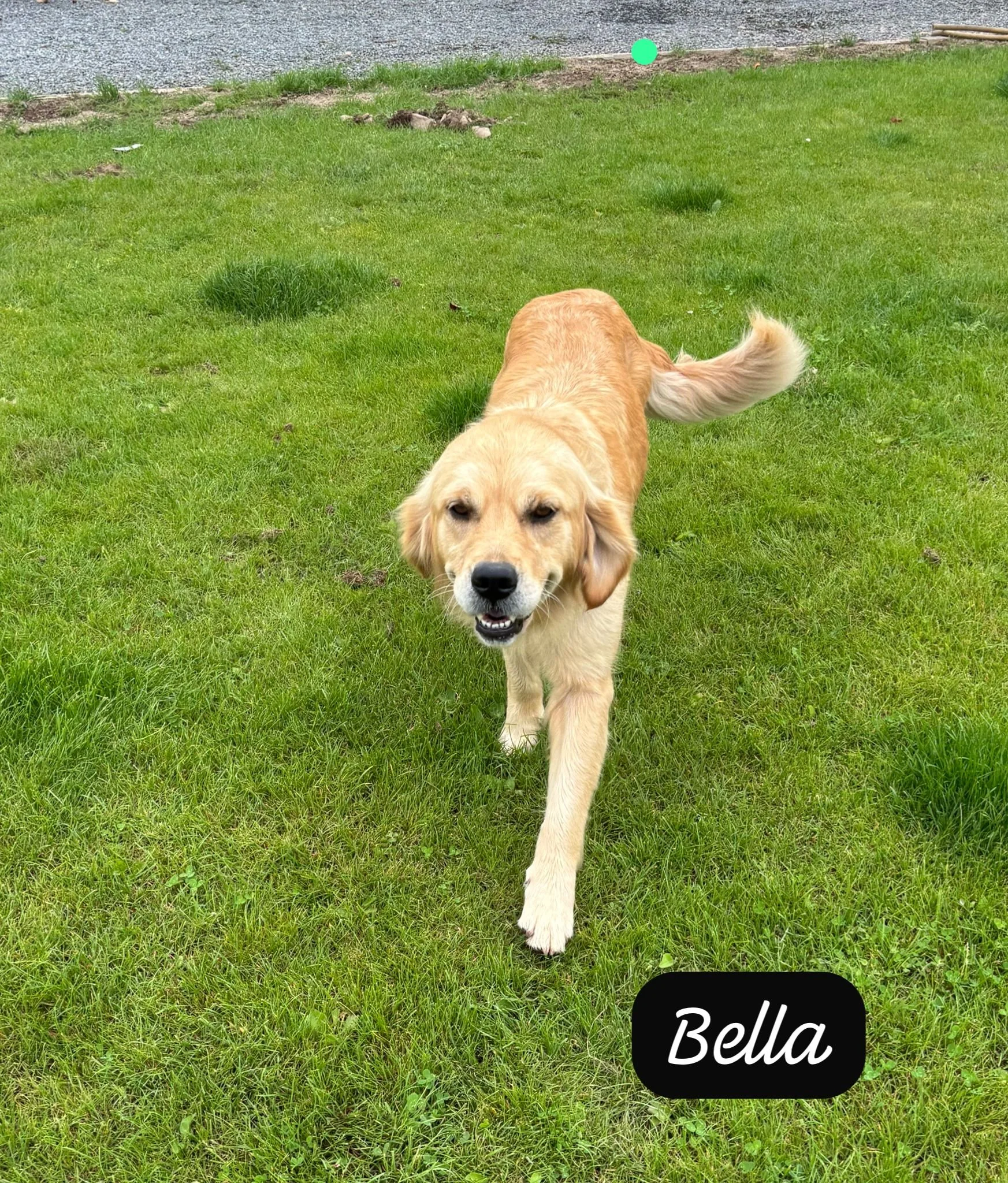 Bella.jpg