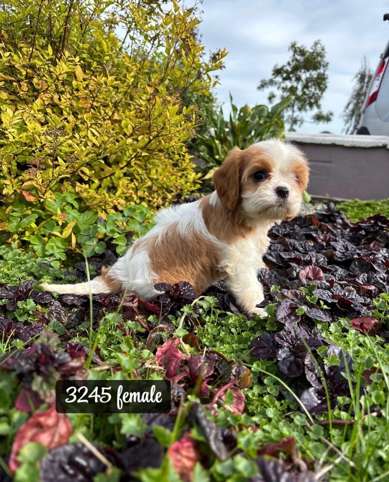 Cavachon pups