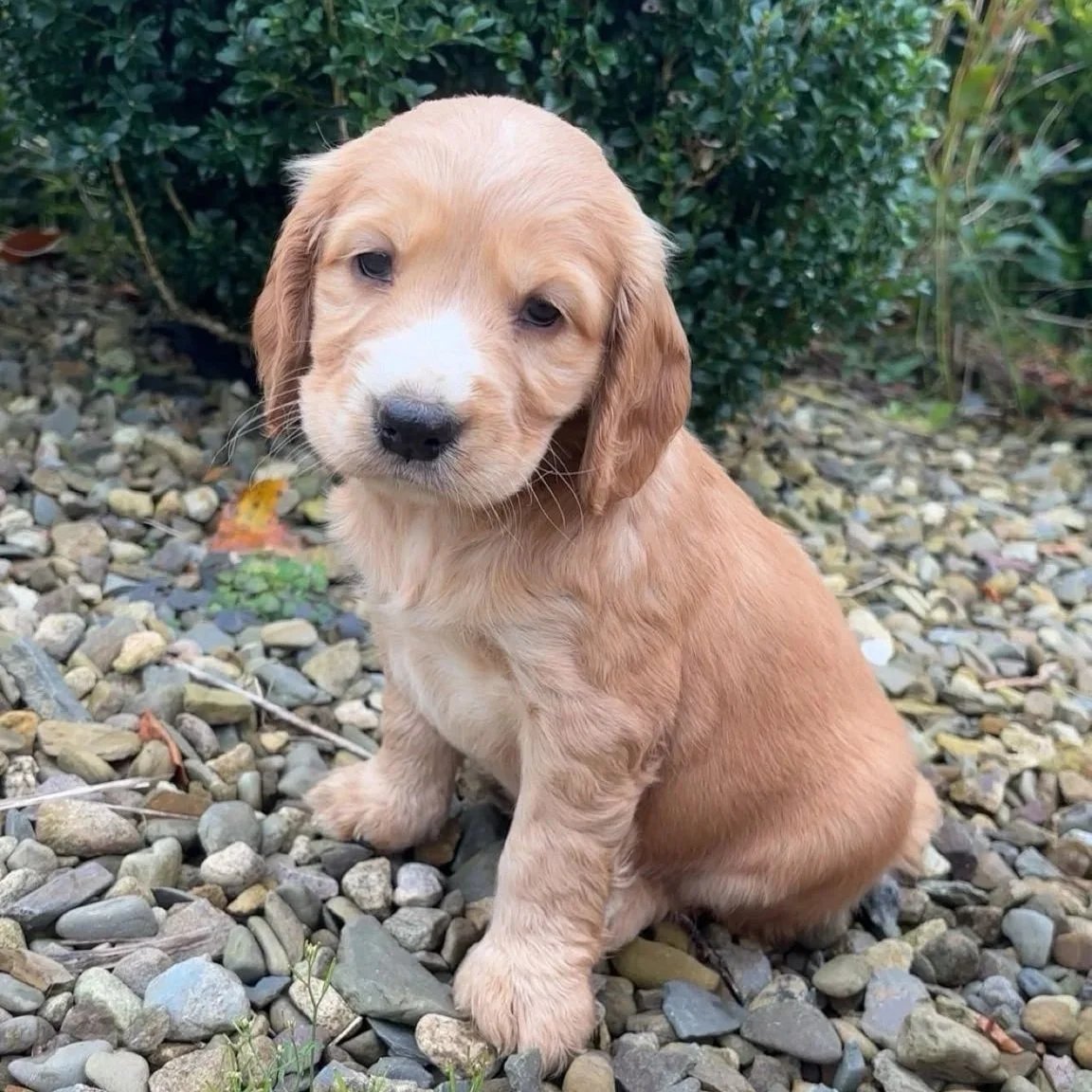 Golden Cocker pups 
