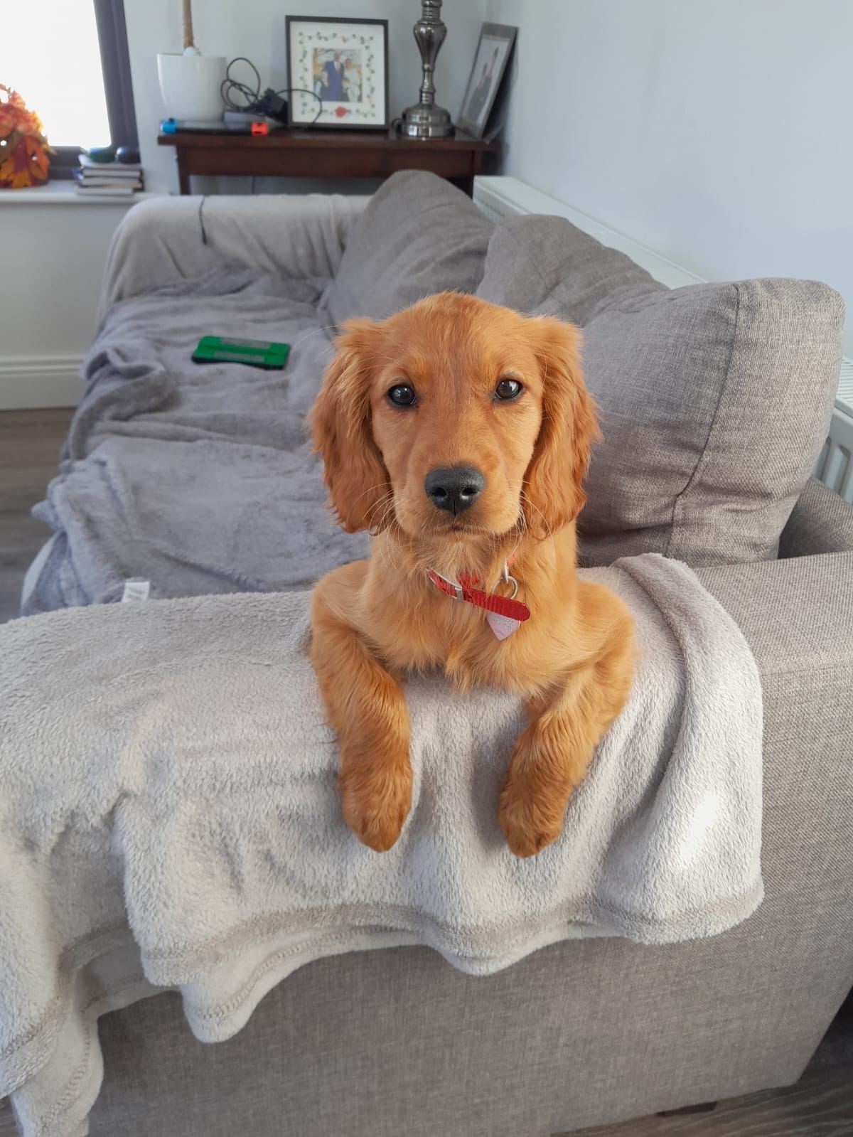 Our puppies in their loving new homes