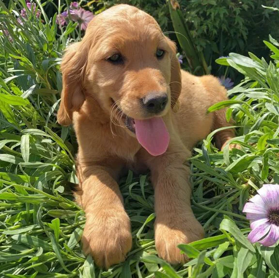 About Golden Cocker Retrievers — Green Valley Kennel Cavachon, Golden Retriever and Golden